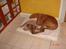 Rhodesian ridgeback R.I.P Nala - Hun har lige fået fjernet 8 knuder rundt omkring på kroppen