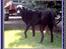 Blanding af racer Tenna *R.I.P*