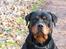 Rottweiler Fattiggården's Carla *død* - Så sidder jeg vist pænt nok