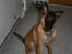 Malinois Cabby (Søholms Capone) * DØD * - 18/11-2006: Cabby dagen efter jeg havde hentet ham (4 mdr.)...