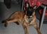 Malinois Cabby (Søholms Capone) * DØD * - 16/12-2006: Cabby som lille hundehvalp - med den blødeste og lækreste pels (5 mdr.)...