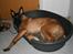 Malinois Cabby (Søholms Capone) * DØD * - 19/12-2006: Cabby gør opmærksom på at kurven altså er for lille til en hund af hans format *GGG* (5 mdr.)...