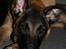 Malinois Cabby (Søholms Capone) * DØD * - 29/12-2006: Cabby-Knægten udtænker nye drengestreger (5,5 mdr.)...