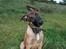 Malinois Søholms Cody  * DØD * - 22/10-06: Cody i grusgraven: A´ hva´ ... siger du at jeg skal være rolig - hvad betyder det ?!?!?!?