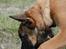 Malinois Søholms Cody  * DØD * - 22/10-06: Cody i grusgraven - der var MANGE spændende ting at undersøge...