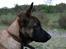 Malinois Søholms Cody  * DØD * - 22/10-06: Cody har fået øje på noget spændende i grusgraven !!! - Bemærk ørerne, det ene står lige i vejret og det andet er et flap-ører *GGG*