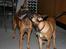 Malinois Søholms Cody  * DØD * - 12/11-06: Cody slikker Tikki næsten helt op i øjet ... 
