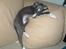 Whippet Ninja - 10 uger