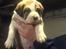 Blanding af racer Cali - Cali-baby 5 uger 