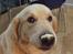 Golden retriever Balto - Har kartoffelmos på snuden, og kan ikke slikke det af..