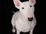 Bullterrier Diva *Himmelhund*