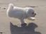 Coton de tulear Oscar