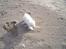 Coton de tulear Oscar