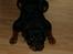 Rottweiler Brotus R.I.P