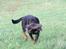 Rottweiler Brotus R.I.P