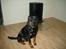 Rottweiler Brotus R.I.P