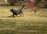 Rottweiler Brotus R.I.P