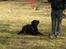 Rottweiler Brotus R.I.P