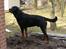 Rottweiler Brotus R.I.P
