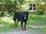 Rottweiler Brotus R.I.P