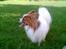 Papillon Gizmo R.I.P. - Gizmo nyder sommeren 2006 i haven