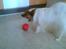 Papillon Gizmo R.I.P. - Jeg ELSKER min foderbold!!!