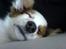 Papillon Chico R.I.P. 2011 - Sover ZzZzZ
