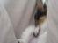 Papillon Chico R.I.P. 2011 - Hehe jeg faldt i søvn bag puderne