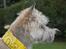 Cairn terrier Malou aka Sheriffen 