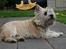 Cairn terrier Malou aka Sheriffen 