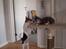 Blanding af racer Molly - Molly og katten Ozzie =P