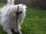 Coton de tulear Cassi *Den Bedste* - BAMSE <3