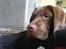 Labrador retriever Mads *død* - mads