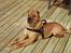 Shar pei Woody