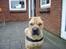 Shar pei Woody