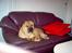 Shar pei Woody