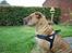 Shar pei Woody