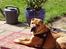 Shar pei Woody