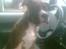 Border collie ... - R.I.P buddy. Du vil altid have en plads i mit hjerte