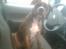 Border collie ... - R.I.P buddy. Du vil altid have en plads i mit hjerte