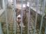 Border collie ... - R.I.P buddy. Du vil altid have en plads i mit hjerte
