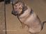 Blanding af racer / Mastweiler .. Stiff - Hvaaa ... skal jeg ikke snart ha´ en godbid??