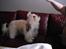 Coton de tulear Trille 