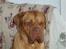 Dogue de bordeaux Násly R.I.P - jeg kan da godt se ud som om jeg har det såååååå hårdt !!!