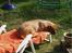 Dogue de bordeaux Násly R.I.P - Man skal ikke forlade solvognen, så snupper Násly den fluks...