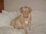 Dogue de bordeaux Násly R.I.P - Er MEGET træt af at være gravid