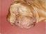 Dogue de bordeaux Den røde tønde, Rosita. R.I.P. - Zzzzzzzzzzz