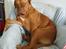Dogue de bordeaux Den røde tønde, Rosita. R.I.P. - Sidder lige her i min stol....