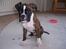 Boxer Gizmo - Uskyldigheden selv