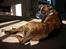 Boxer Gizmo - Tiger eller hund?